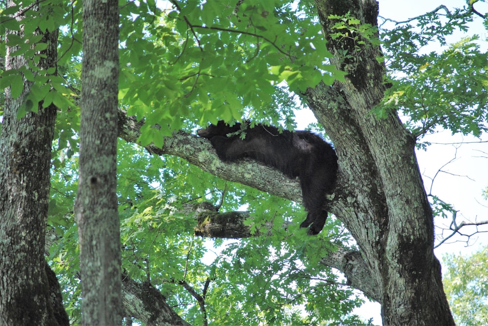a bear in a tree