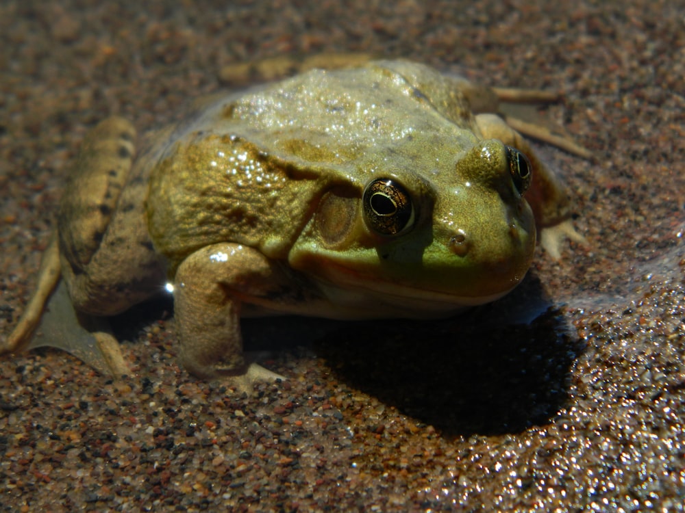 a frog on the ground