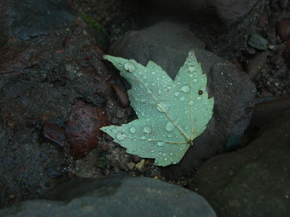 a green leaf on a rock