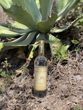 A bottle of Mezcal Ancestral Piedra del Santo rests on the ground amidst dry leaves and small green plants. Behind it, a large, green agave plant with broad, pointed leaves extends outward, dominating the background.
