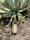 A bottle of Mezcal Ancestral Piedra del Santo rests on the ground amidst dry leaves and small green plants. Behind it, a large, green agave plant with broad, pointed leaves extends outward, dominating the background.