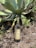 A bottle of Mezcal Ancestral Piedra del Santo rests on the ground amidst dry leaves and small green plants. Behind it, a large, green agave plant with broad, pointed leaves extends outward, dominating the background.