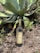 A bottle of Mezcal Ancestral Piedra del Santo rests on the ground amidst dry leaves and small green plants. Behind it, a large, green agave plant with broad, pointed leaves extends outward, dominating the background.