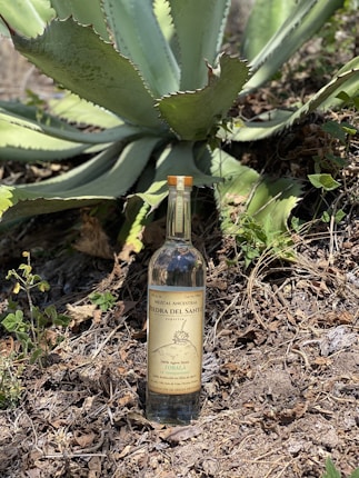 A bottle of Mezcal Ancestral Piedra del Santo rests on the ground amidst dry leaves and small green plants. Behind it, a large, green agave plant with broad, pointed leaves extends outward, dominating the background.