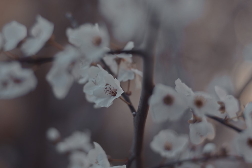 close up of white flowers