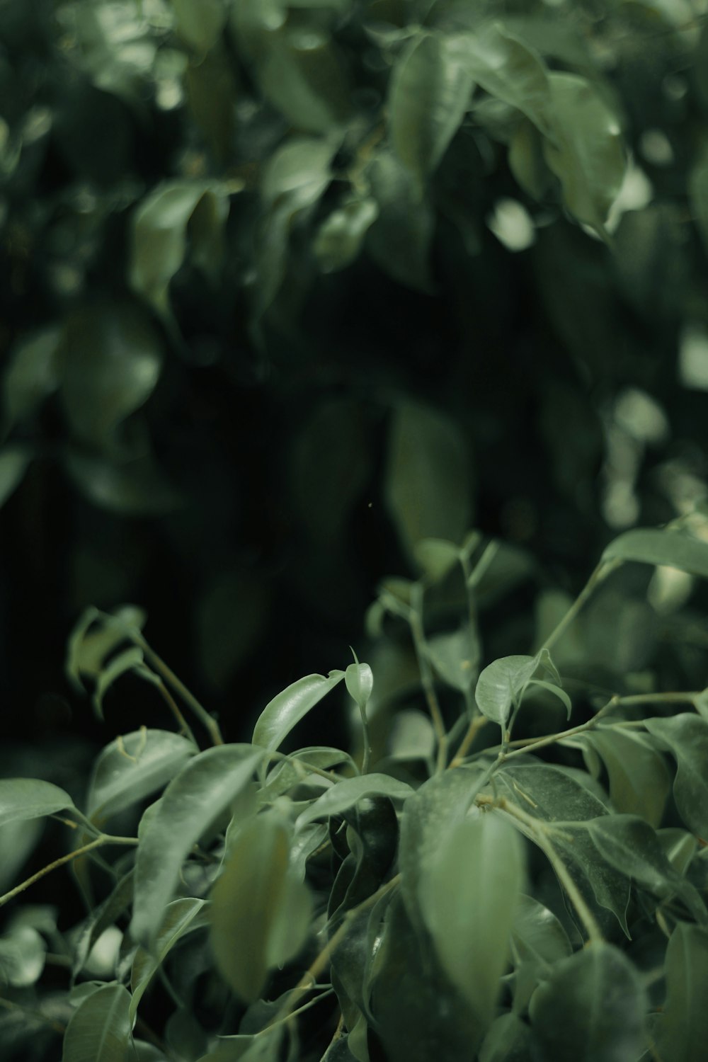 a close up of some leaves