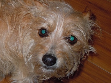 Close-up of gentle pet-friendly floor cleaner with a happy dog in the background.