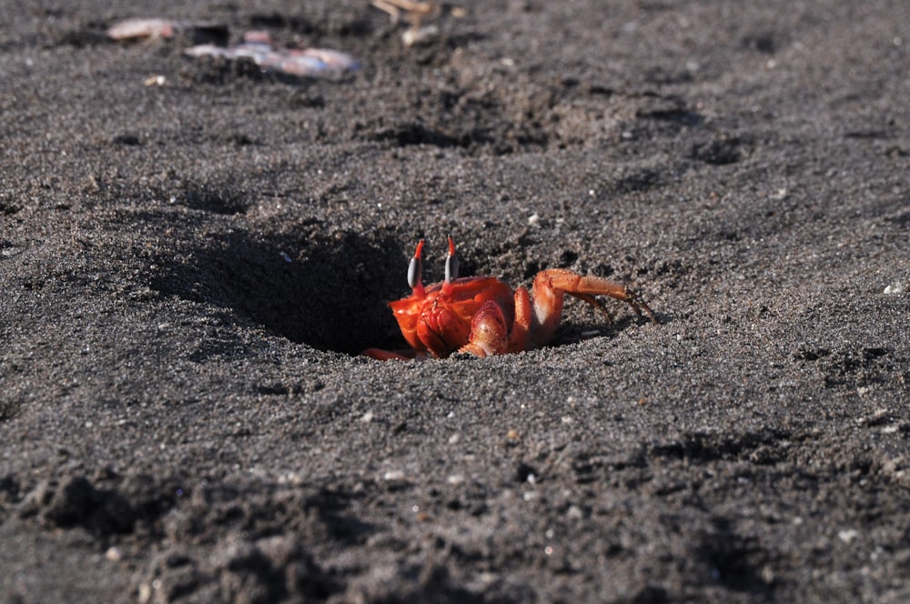 a crab on the sand