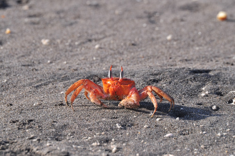 a crab on the sand