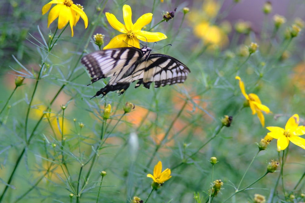 a butterfly on a flower