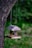 A wooden birdhouse hangs from a tree branch, adorned with blue floral designs and the word 'Lowe's' on it. The backdrop is a blurred, lush green garden.