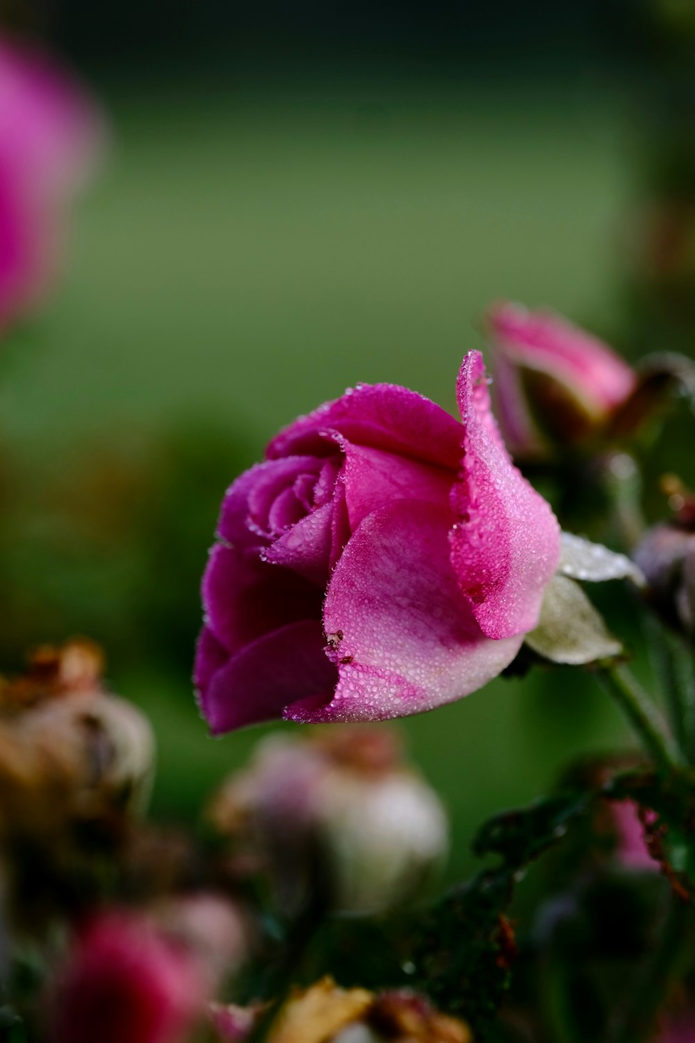 a close up of a flower