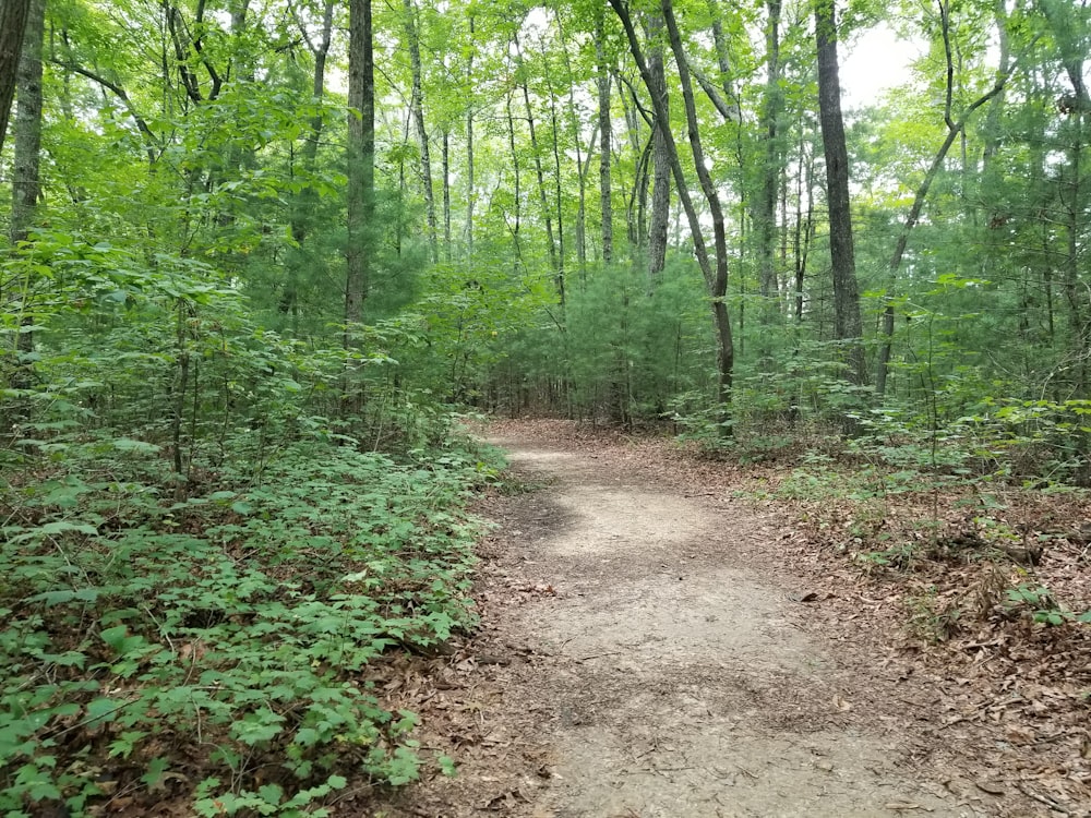 a dirt path through a forest