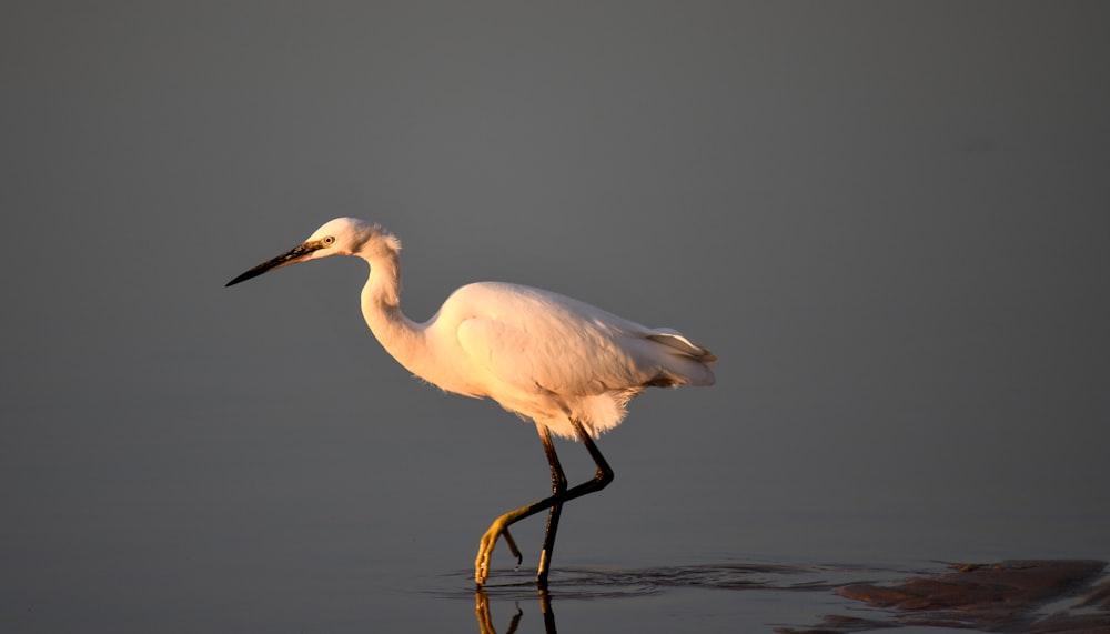 a bird walking in water