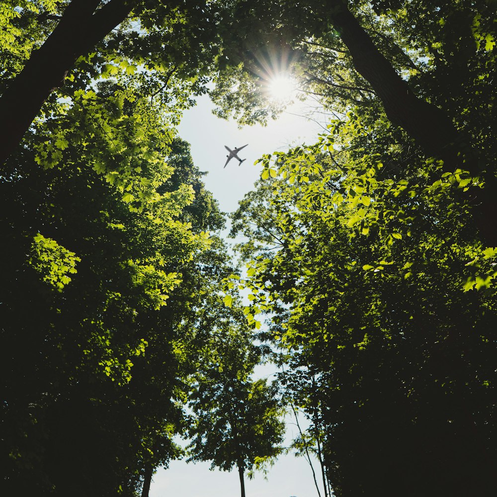 a bird flying in the sky