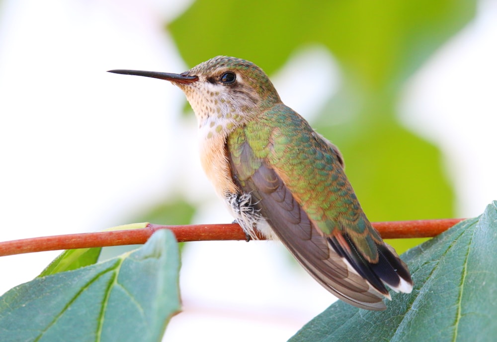 a bird perched on a branch