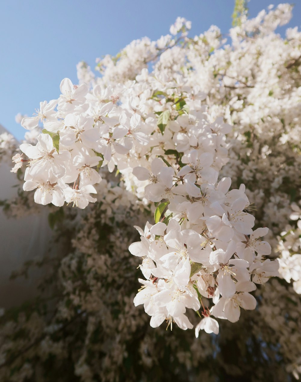 a tree with white flowers