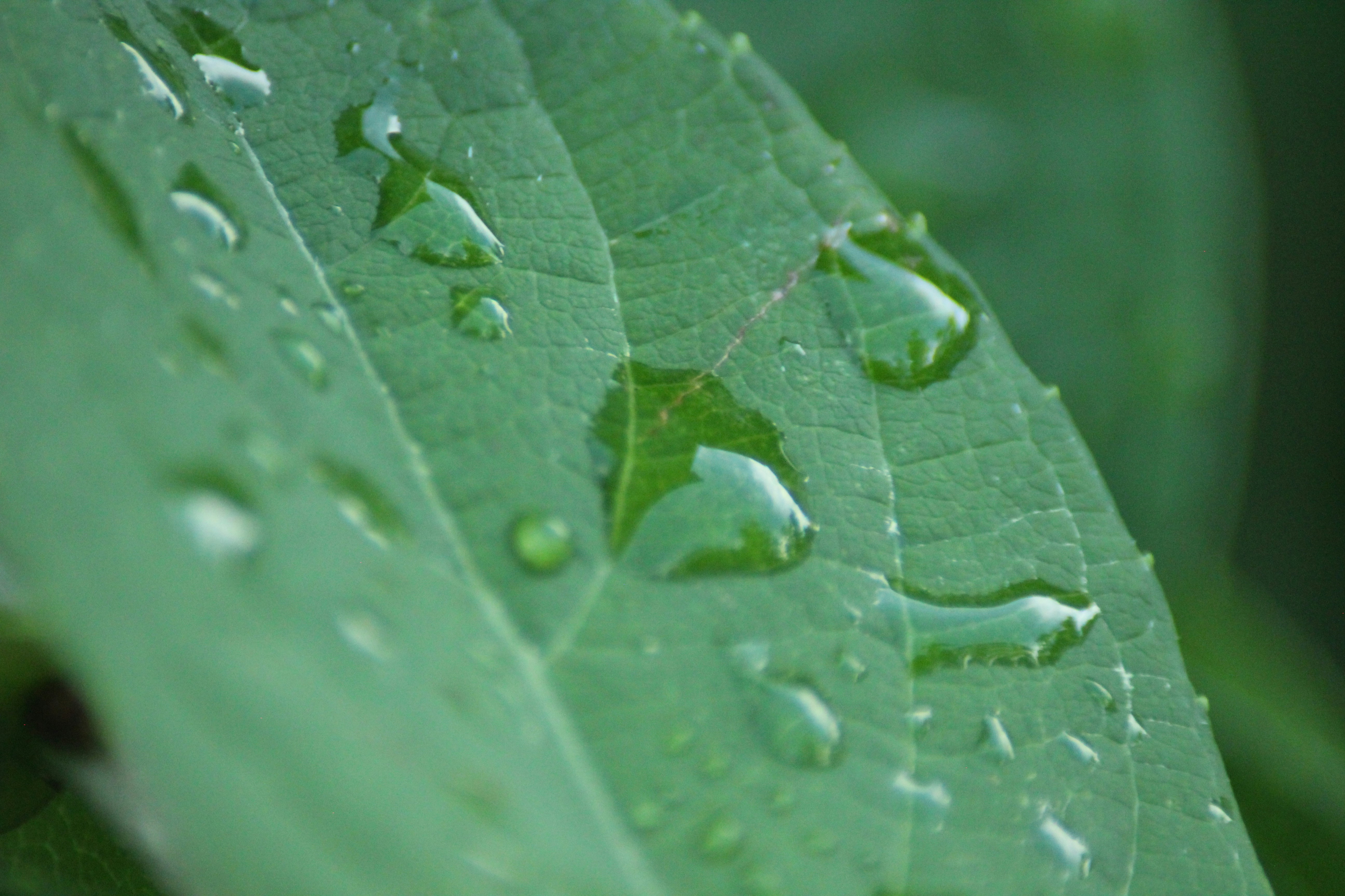 Photo by forged_carbonn