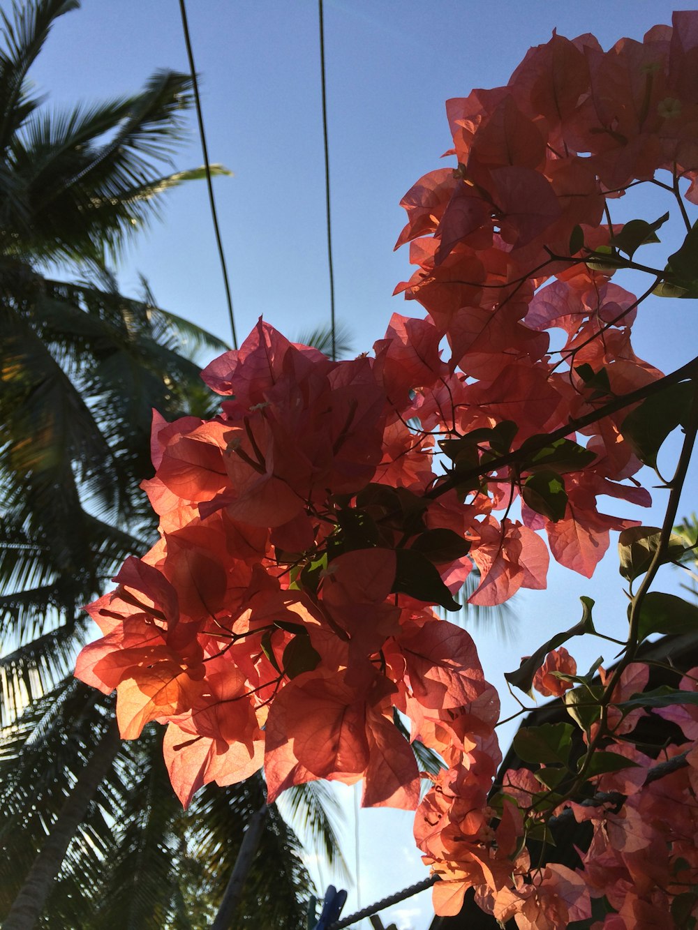 a tree with red leaves