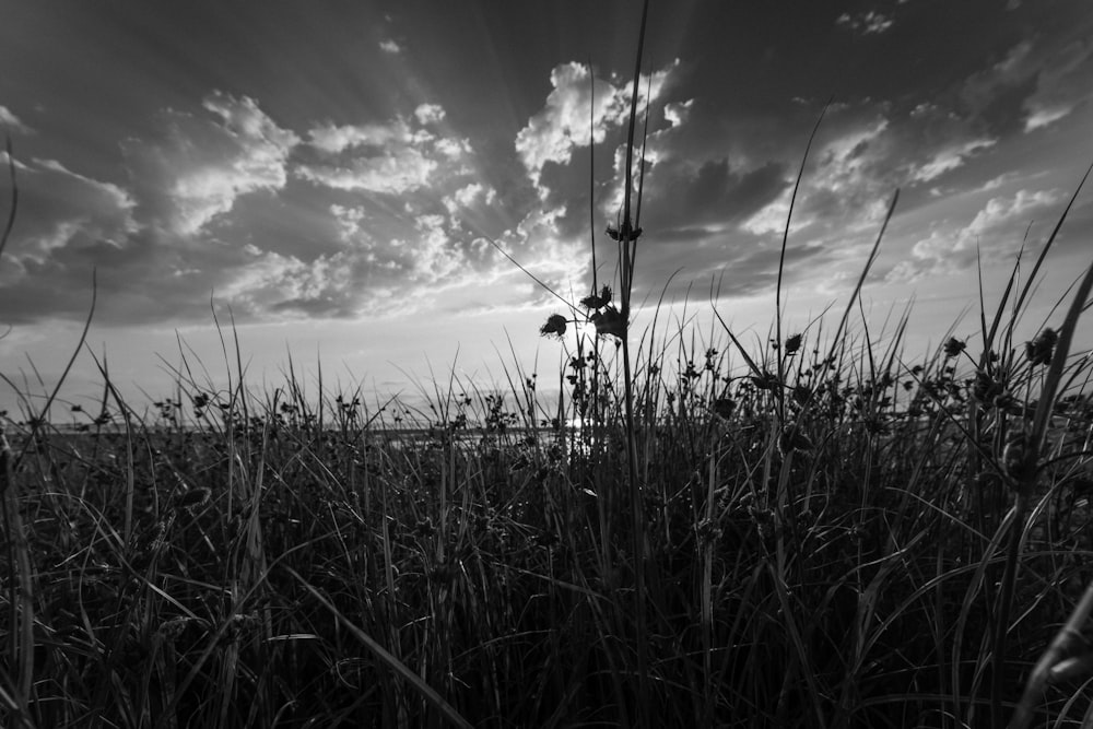 a field of tall grass