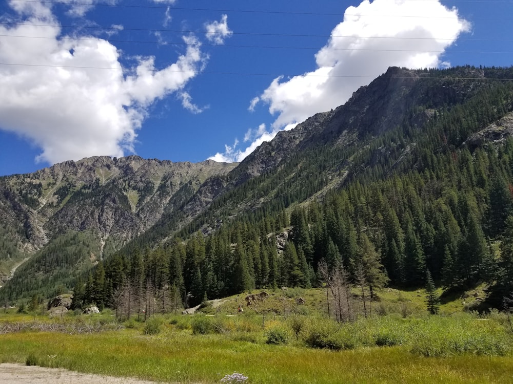 a grassy area with trees and mountains in the background