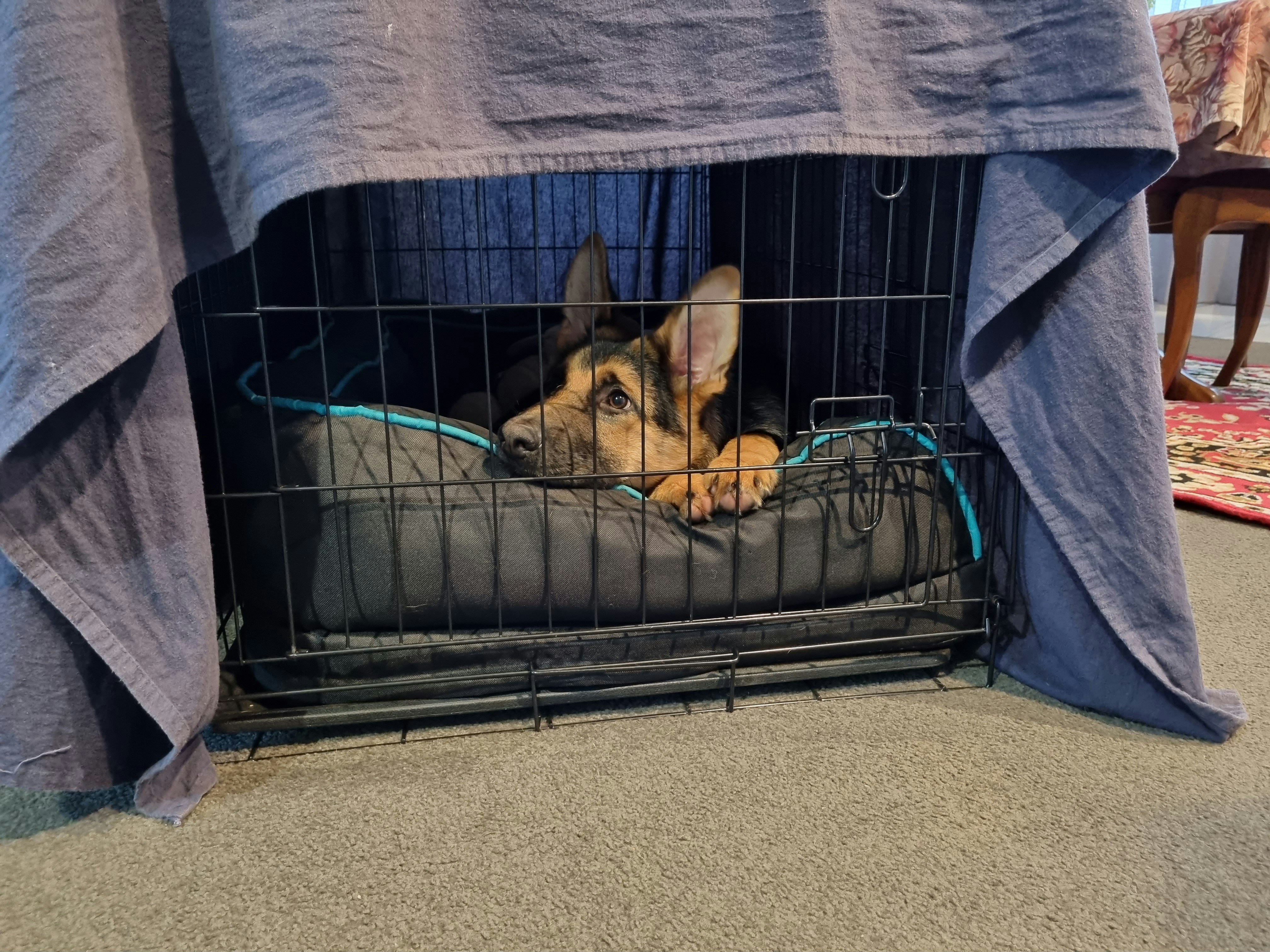 Rottweiler puppy resting comfortably in a crate, crate training for large breed puppy