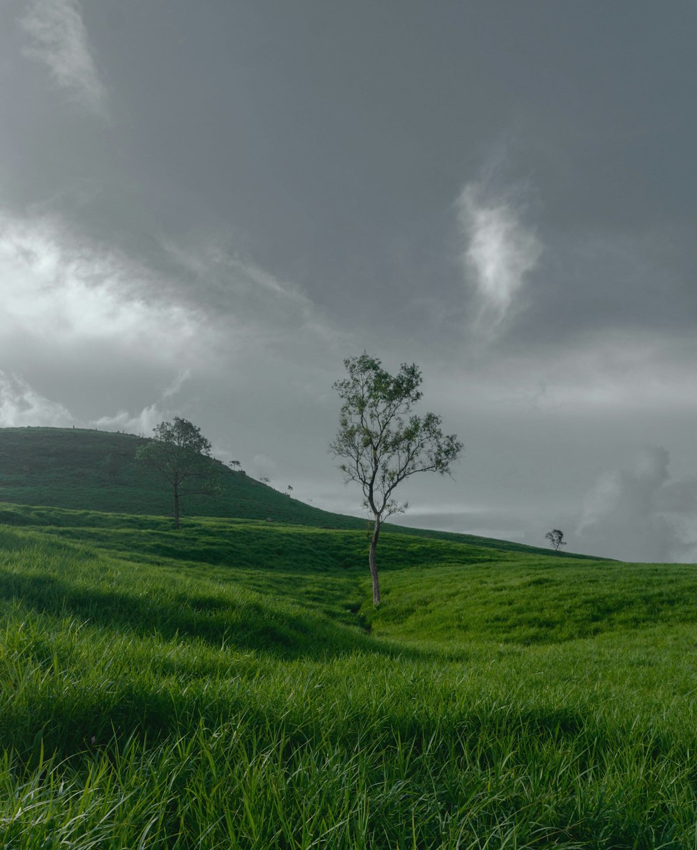 a tree in a grassy field