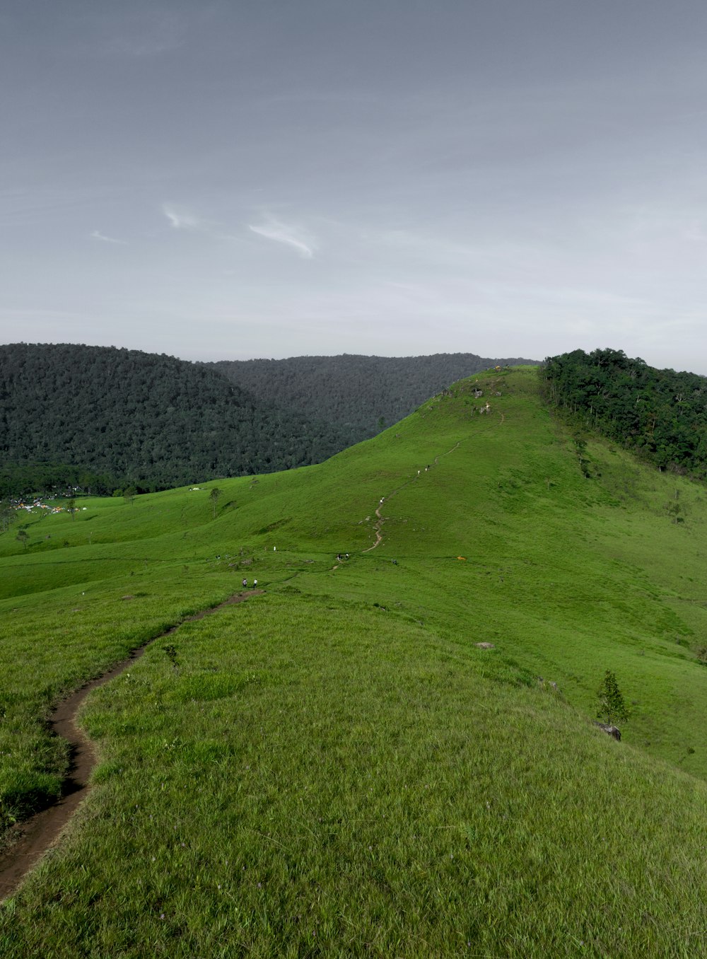 a grassy hill with trees on it