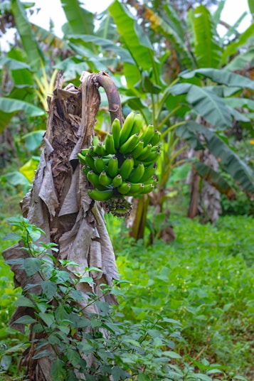 a banana tree with bananas