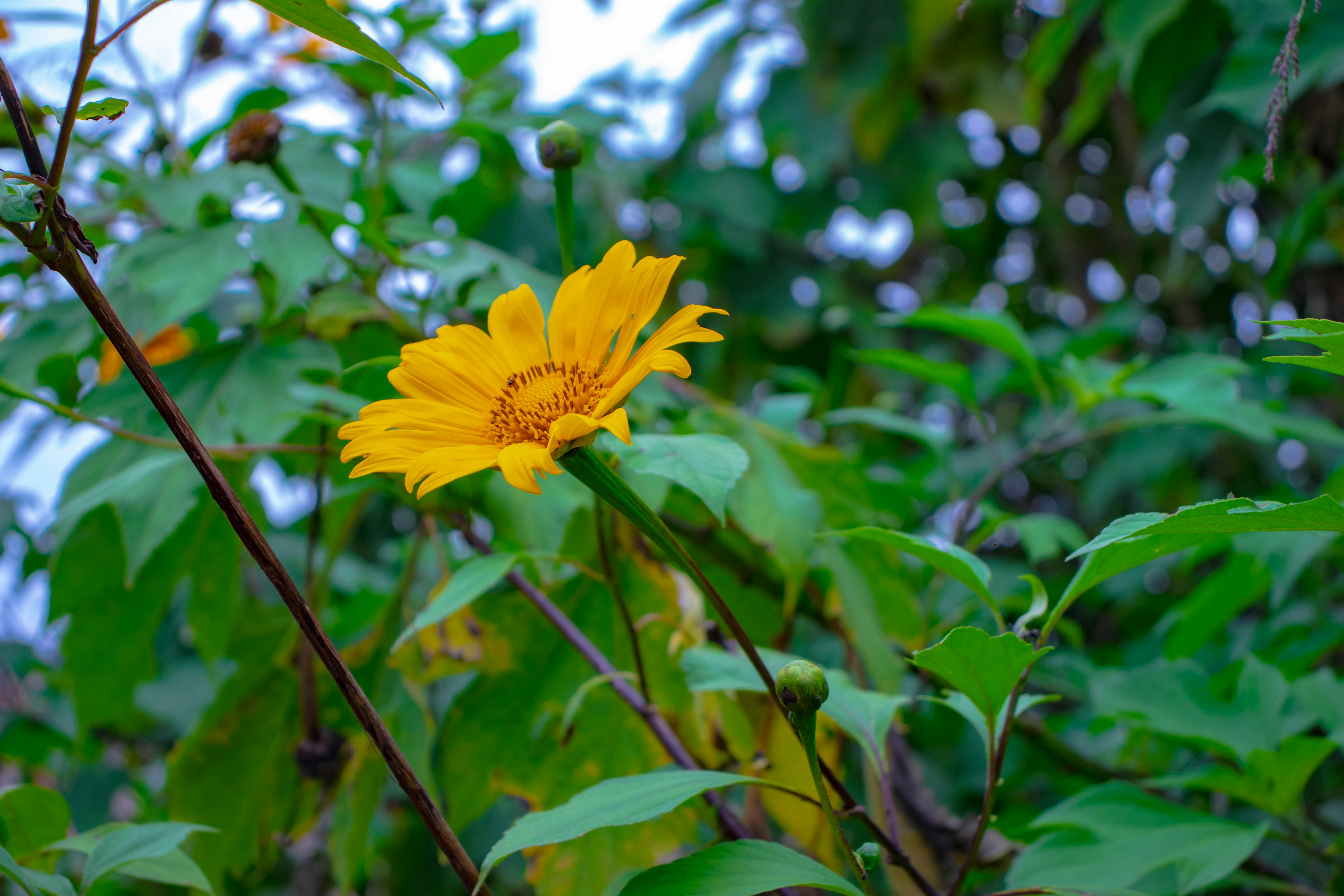 Photo by japazon