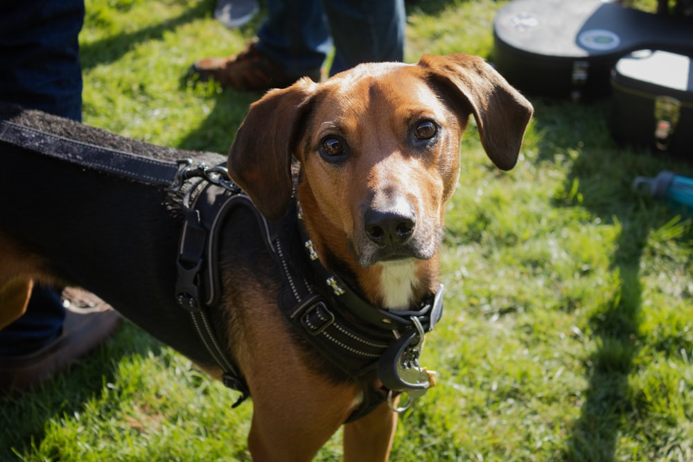 a dog wearing a harness