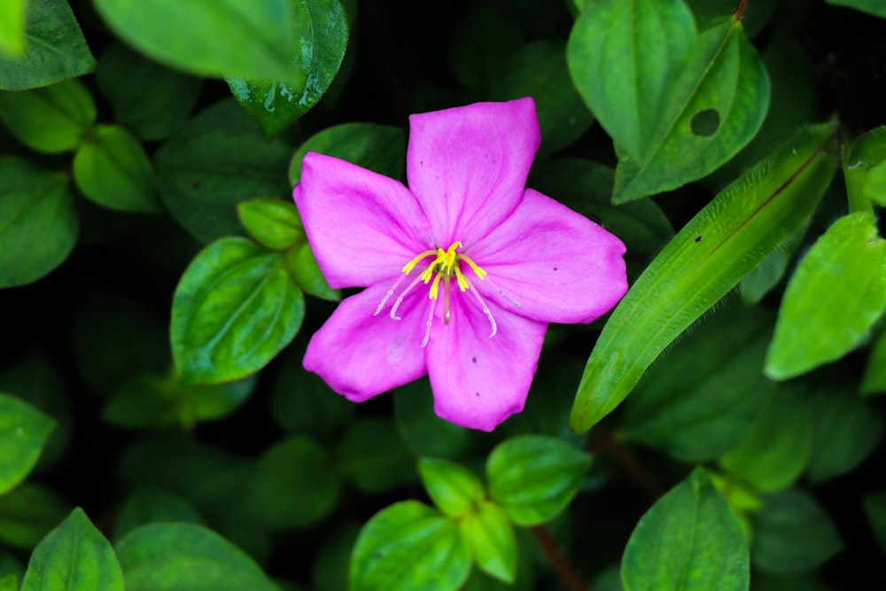 a pink flower surrounded by green leaves