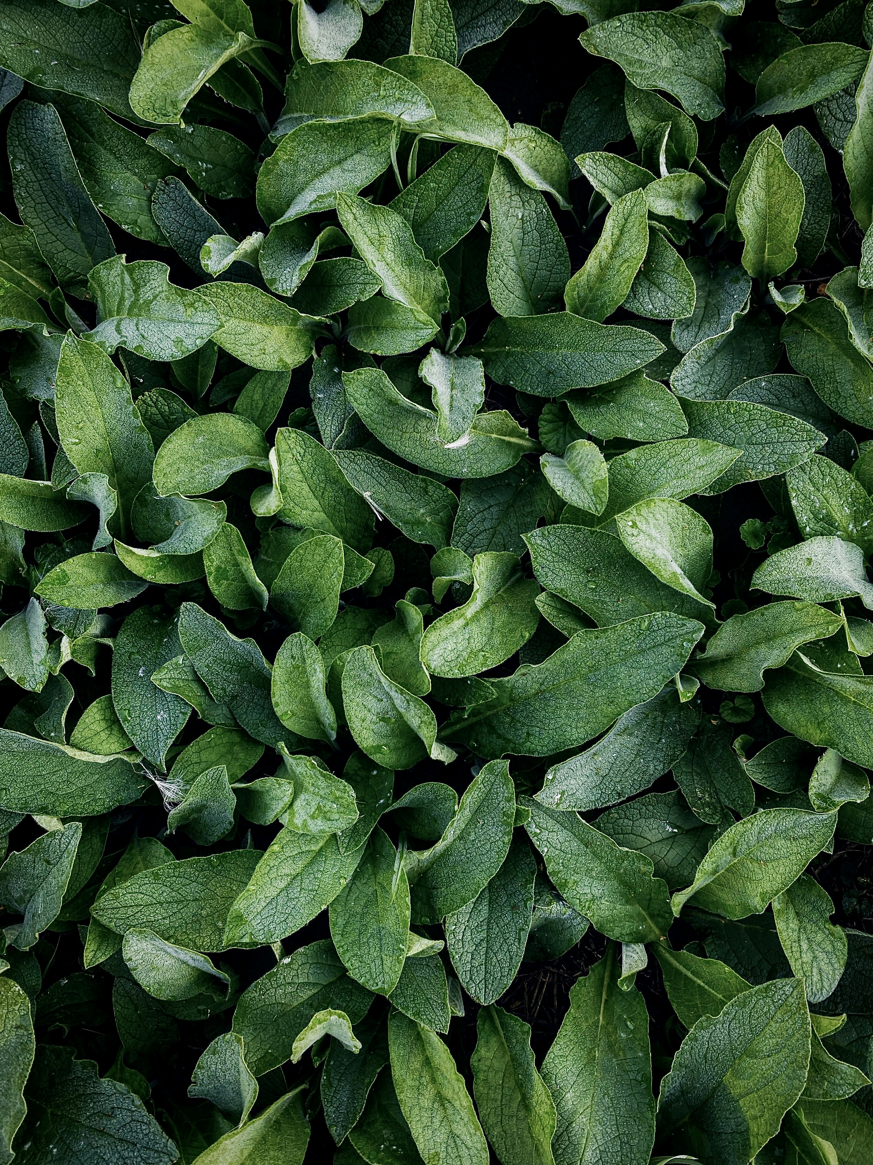 a group of green leaves