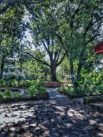 A large tree with a thick trunk stands prominently in a garden area. The surrounding greenery consists of smaller plants and bushes, bordered by low brick walls. A paved walkway leads towards the tree, with dappled sunlight filtering through the leaves, creating patterns on the ground.