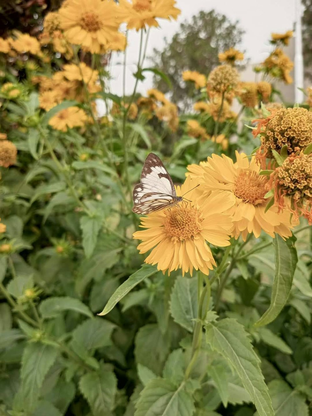 a butterfly on a flower