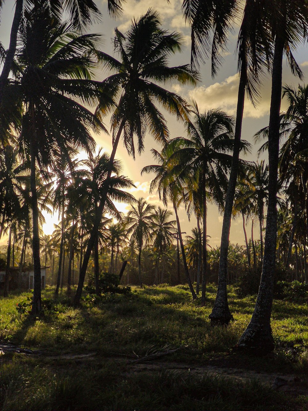 a group of palm trees