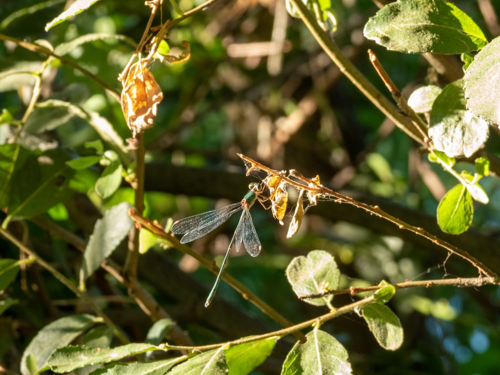a group of insects on a branch