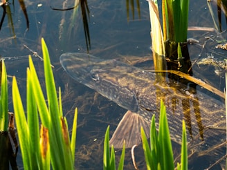 a fish in the water