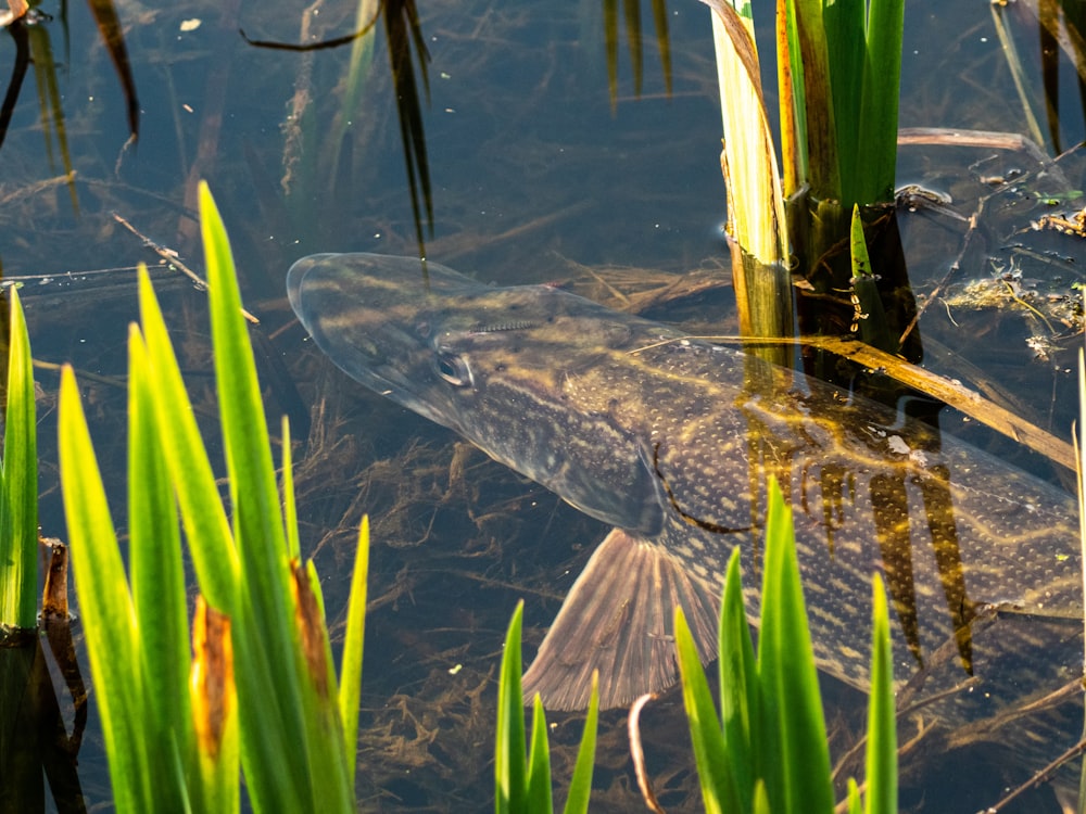 Un poisson dans l’eau