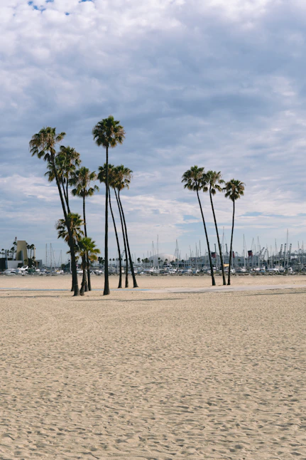 Palm trees on the beach