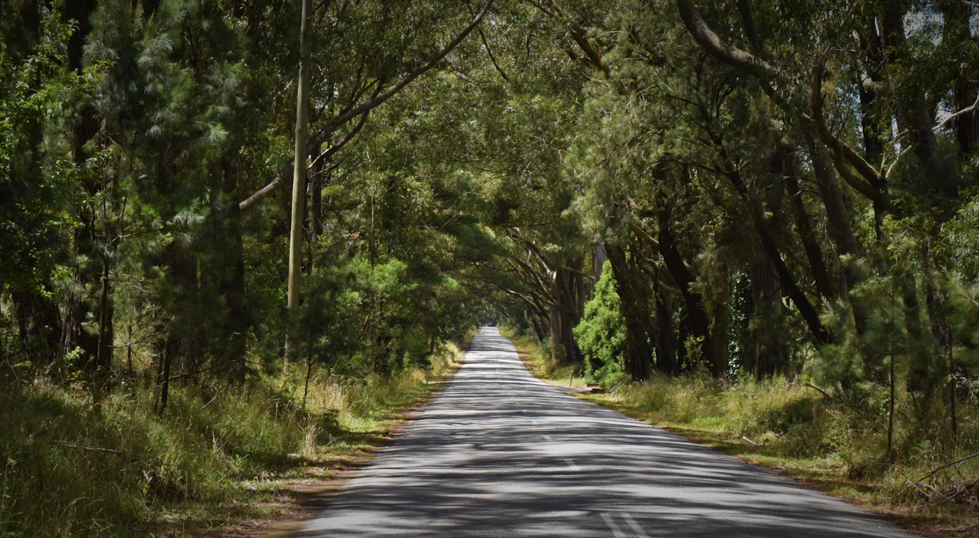 A country road arched over by tall trees