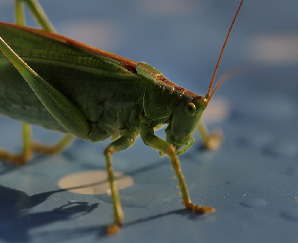 Un insecte vert avec des ailes