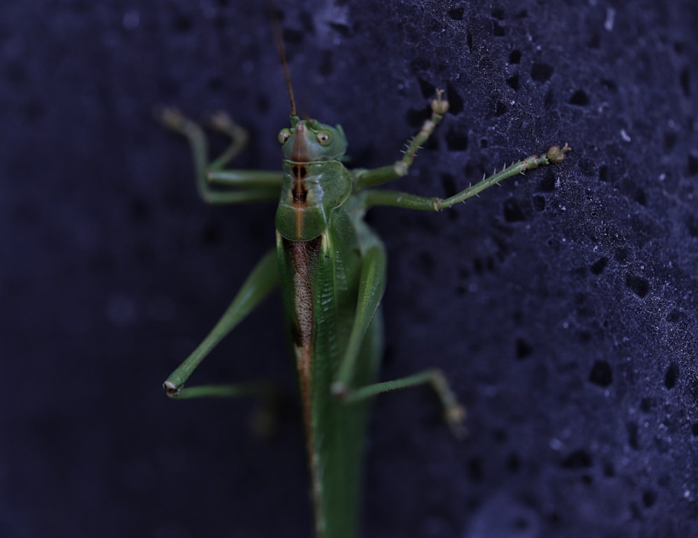 un insecte vert sur une surface noire