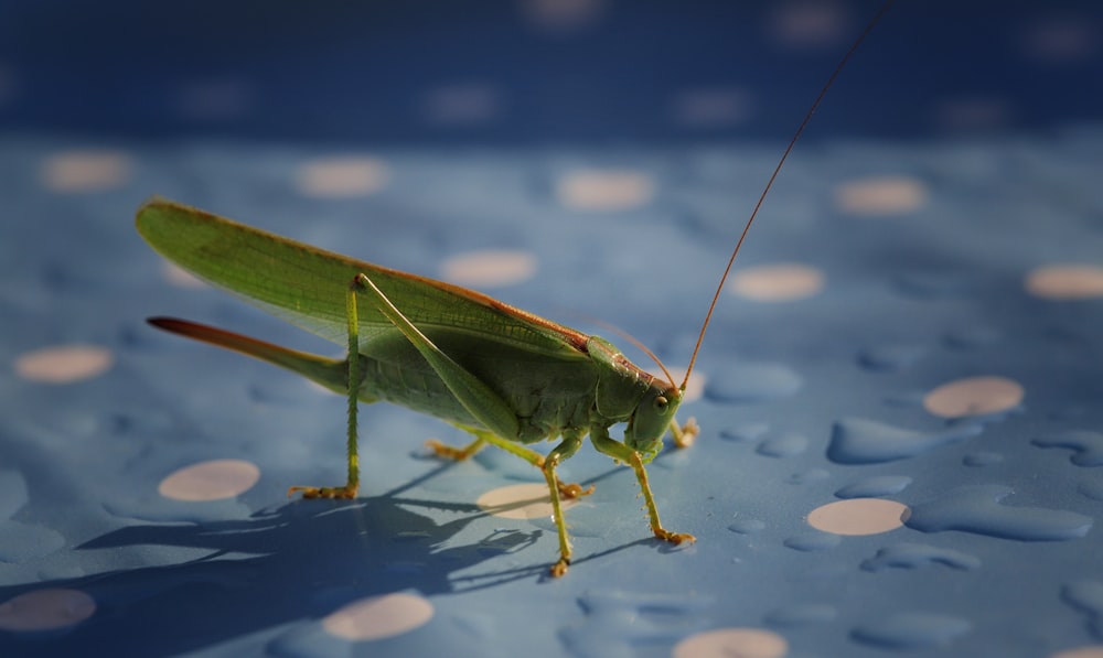 a green insect on a surface