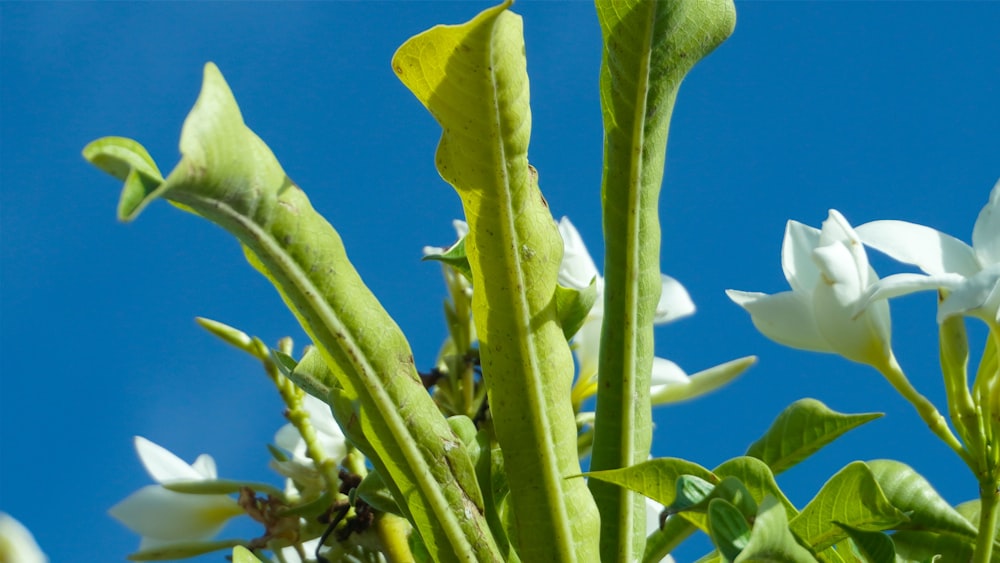 a close-up of a plant