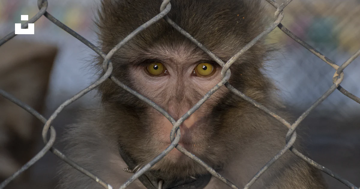 Monkey Camera Chain A monkey behind a chain link fence photo – Free Animal Image on Unsplash