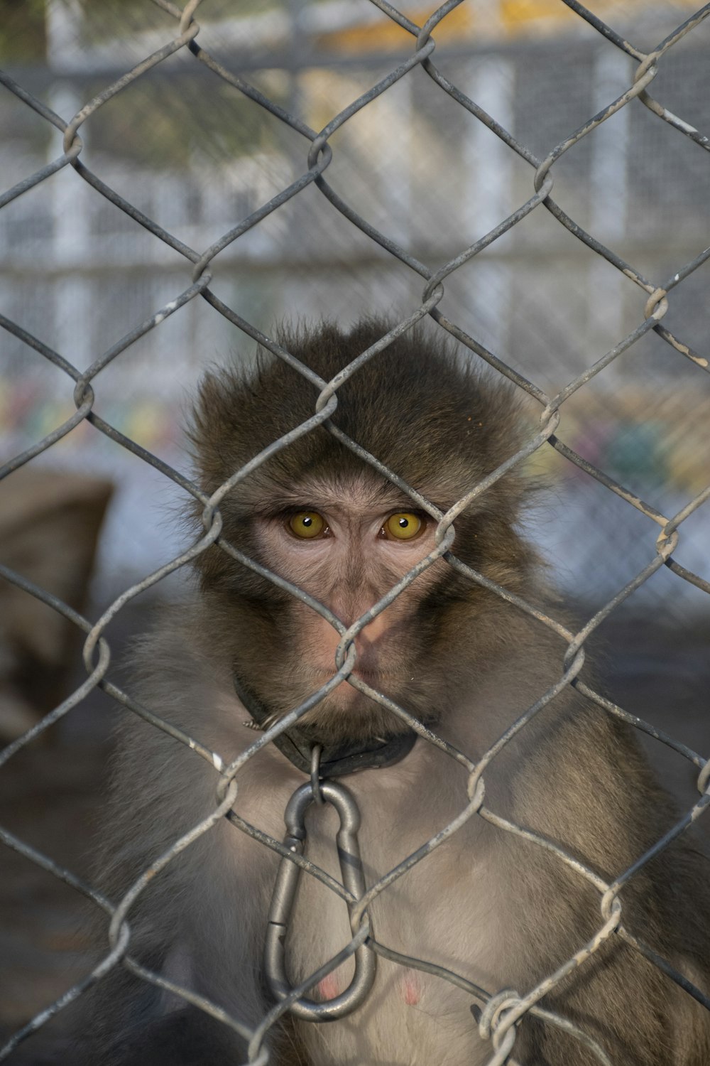 a monkey behind a chain link fence