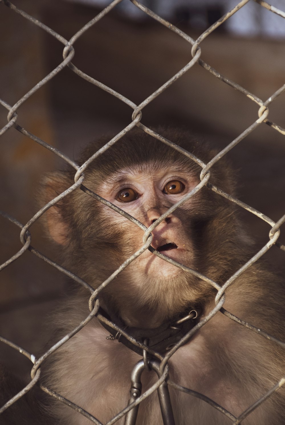 a monkey behind a fence