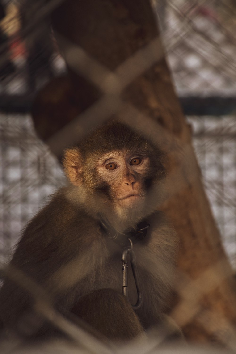 a monkey sitting on a tree