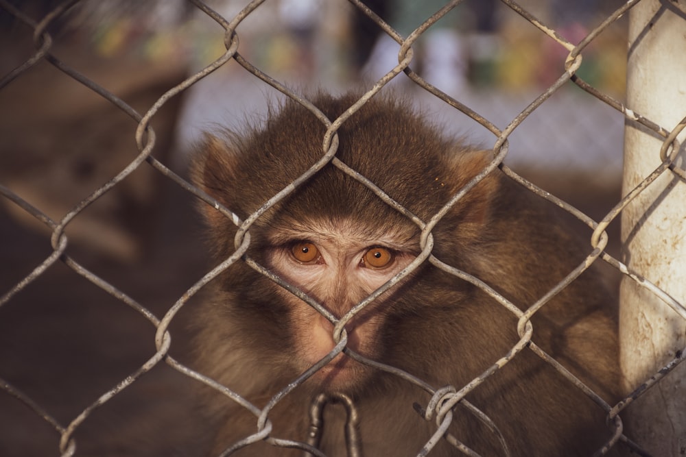 a monkey behind a fence